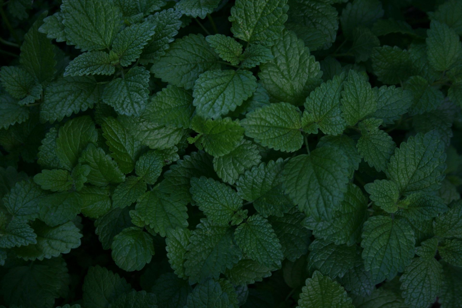 Herbal supplement for anxiety: Lemon balm (Image by Phillip Larking/Unsplash)